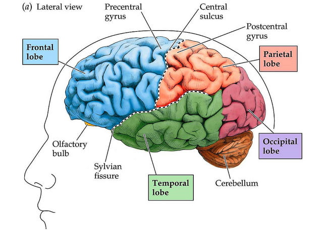 Áreas cerebrales. Fuente: Flickr