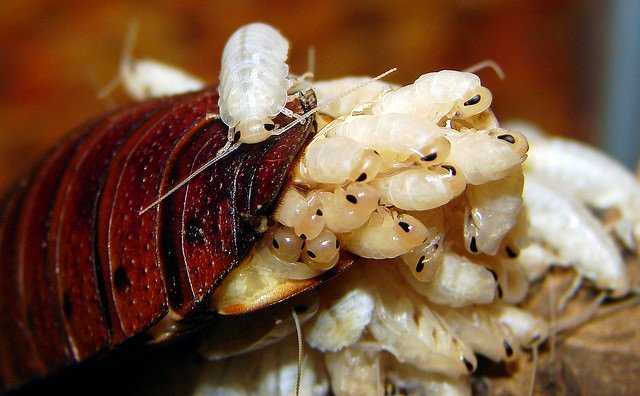 Ninfas de cucaracha. Fuente: Flickr