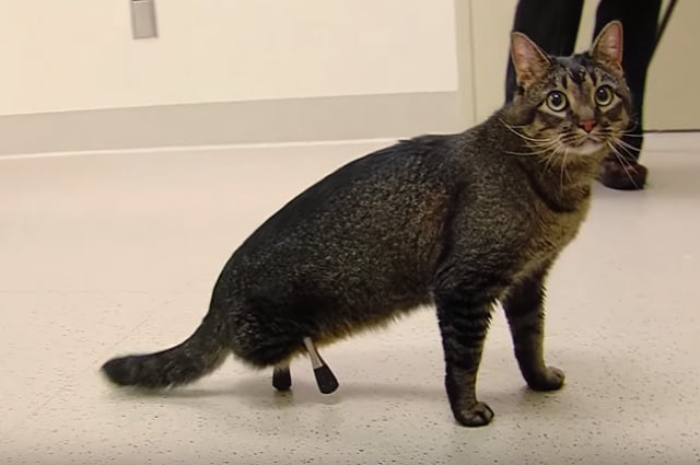 protesis-titanio-permiten-gato-caminar-2