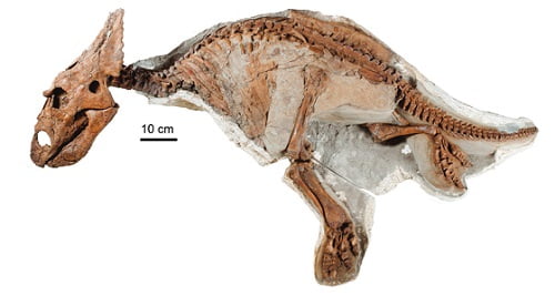 Fosil del dinosaurio bebé. Fuente: Currie et al./JVP