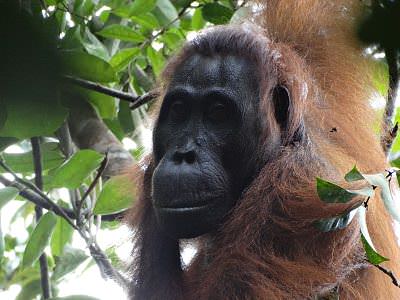 Sidony, ejemplar hembra de orangután de Fuente: Anna Marzec