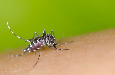 El mosquito Aedes aegypti propaga el virus de Zika. Fuente: Mrfiza