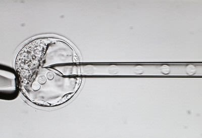 Edición genética de embriones de ratón mediante microinyección. Fuente: CienciaToday 
