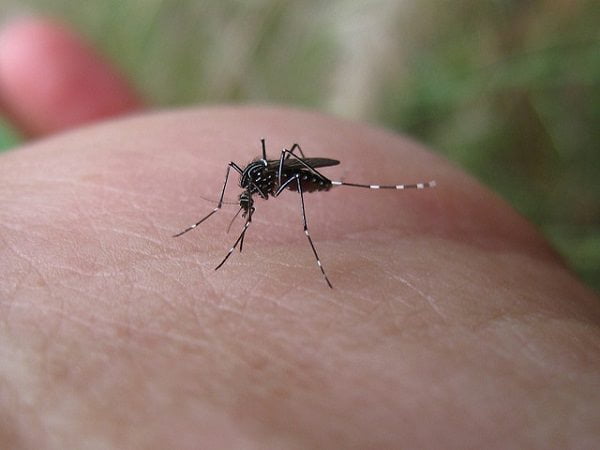 Aedes aegypti. Fuente: John Tann/Flickr