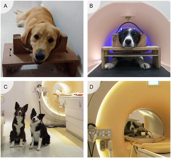 Perros seleccionados para el estudio, en su entrenamiento para sentirse cómodos durante los escáneres por resonancia magnética. Fuente: Universidad de México/PLOS One