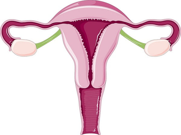 Representación esquemática del aparato reproductor femenino. Fuente: Servier Medical Art/Flickr