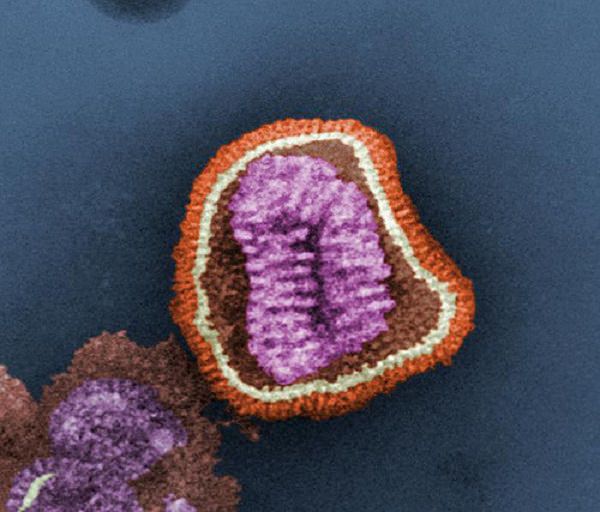 Imagen del Virus Influenza, los antivirales formulados contra este virus interfieren en el mecanismo que utiliza para entrar en la célula o para salir de ella.  Fuente: Kat Masback/Flickr