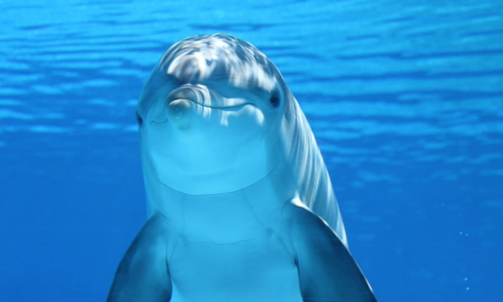 Cómo Nacen Los Delfines Cómo Nacen Los Delfines