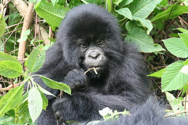 Bebé gorila. Fuente: Scott Chacon/Flickr