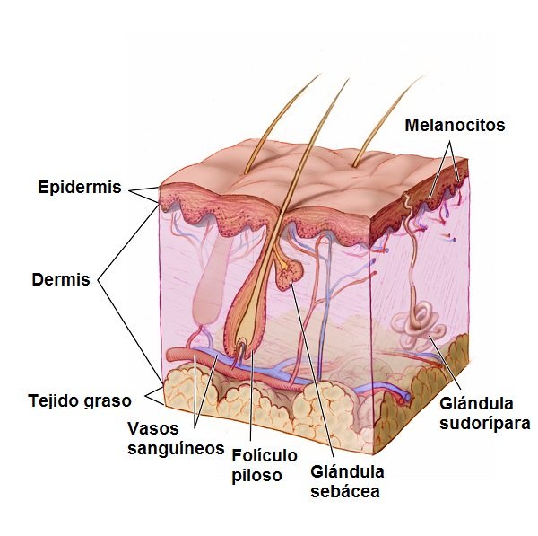 Las capas de la piel humana. Fuente: Wikipedia