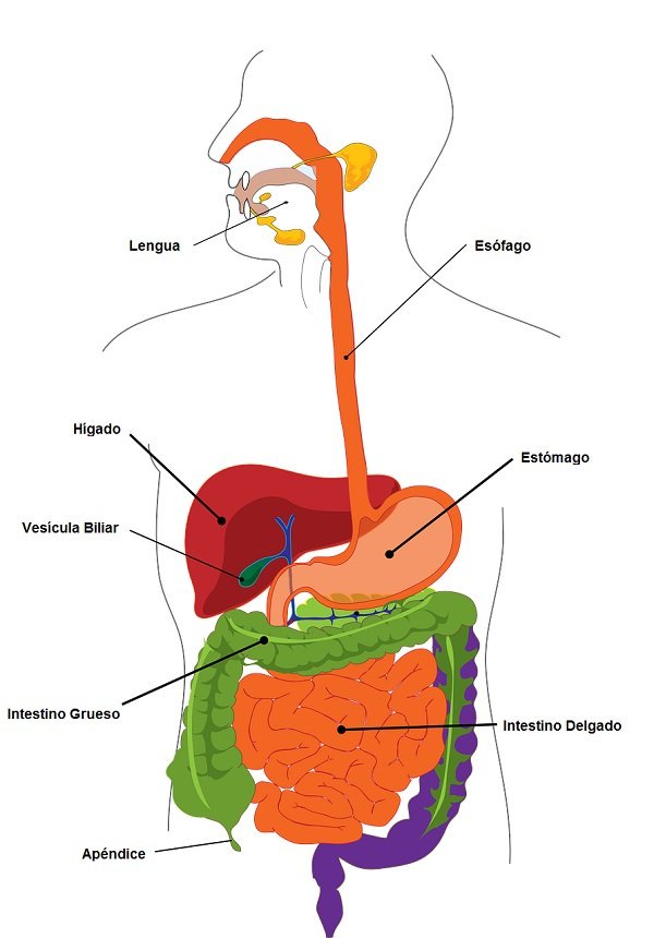 Representación esquemática de nuestro sistema digestivo. Fuente: Pixabay
