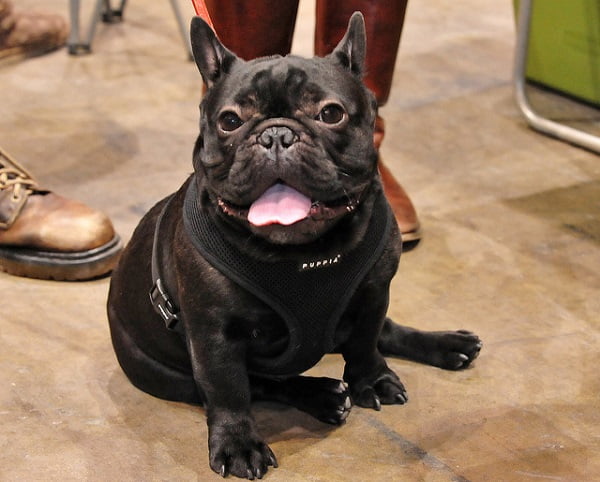 Bulldog Francés. Fuente: State Farm/Flickr