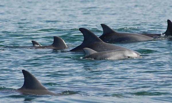 delfines-llevan-bebes-guarderia-2