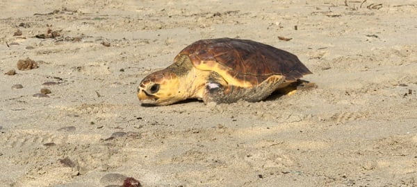 tortugas-marinas-rescatadas-liberadas-mallorca-2