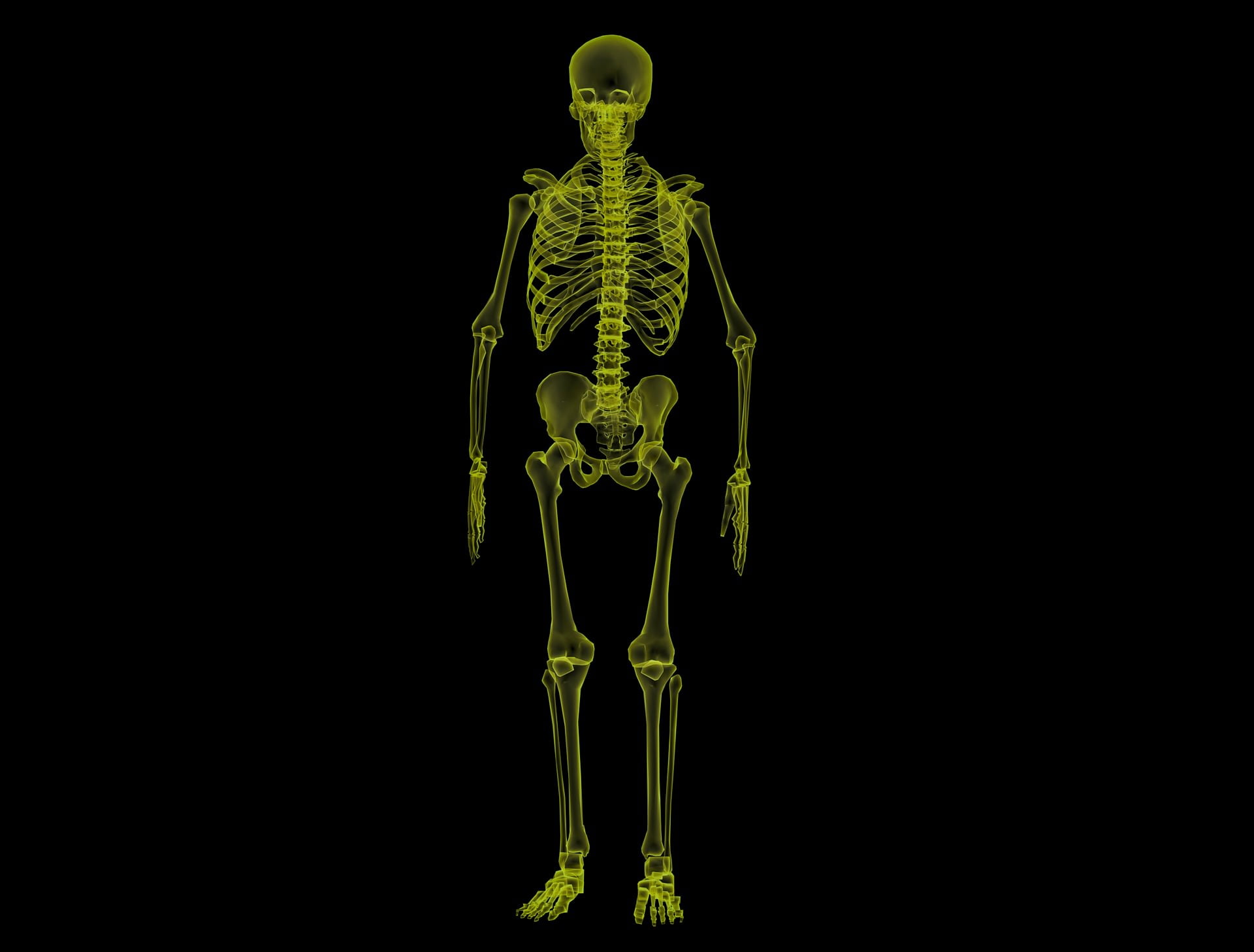 ¿cuántos Huesos Tiene El Cuerpo Humano Te Lo Contamos