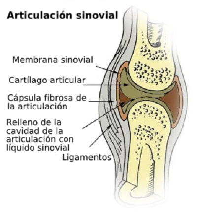 partes de la articulación sinovial
